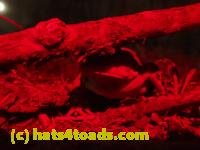 /home//u458753944/public_html/sourcegallery////Roxborough Toad Detour/2013-2019/2017/P4100644.JPG